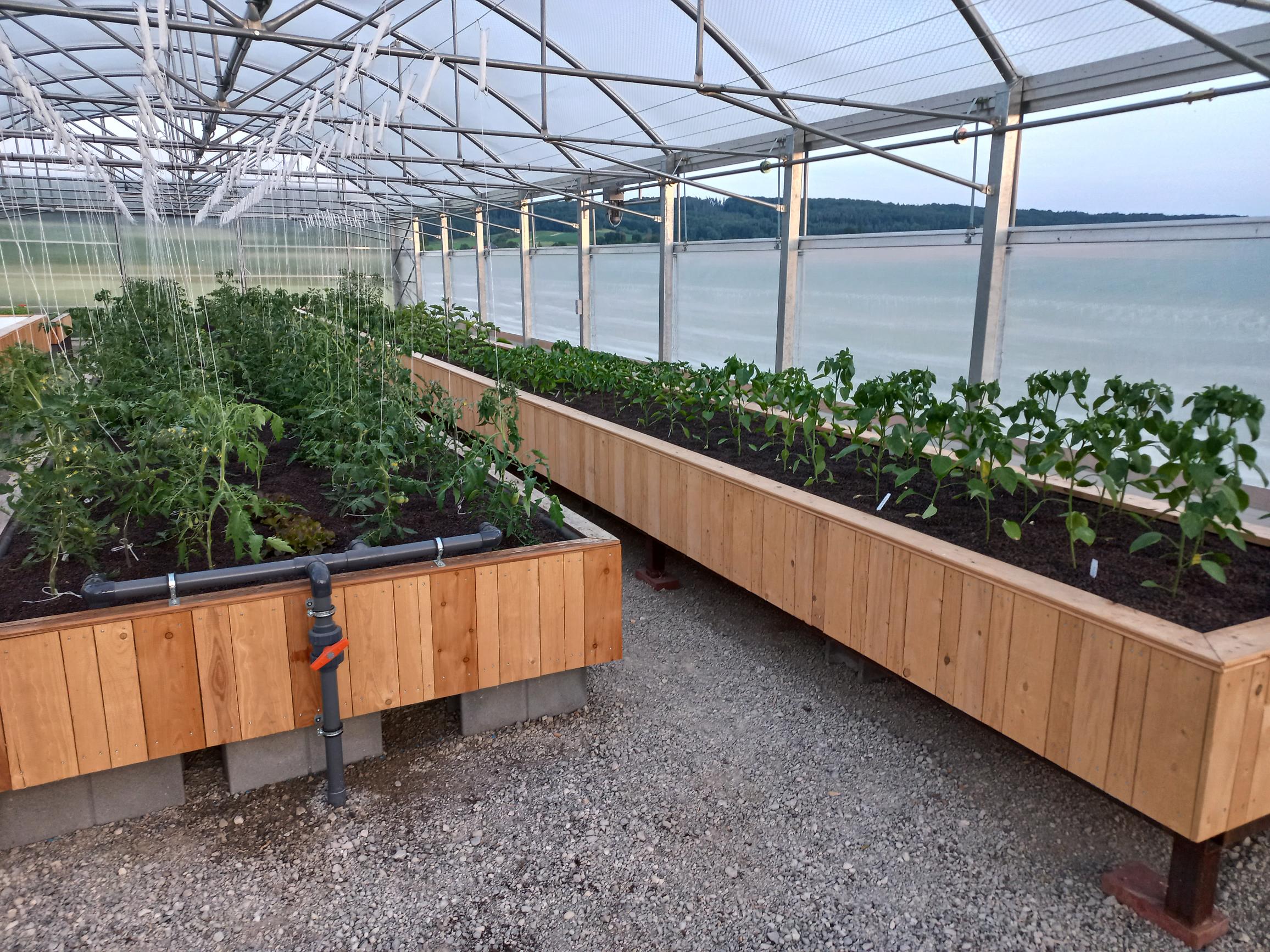 Folientunnel mit Medienbeeten